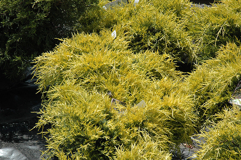 Juniper Sea Of Gold®