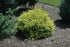 Cypress Gold Mop
