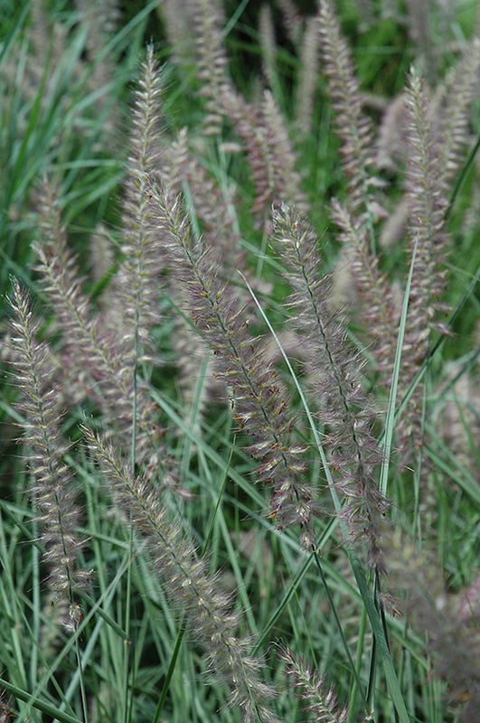 Grass Fountain Karley Rose