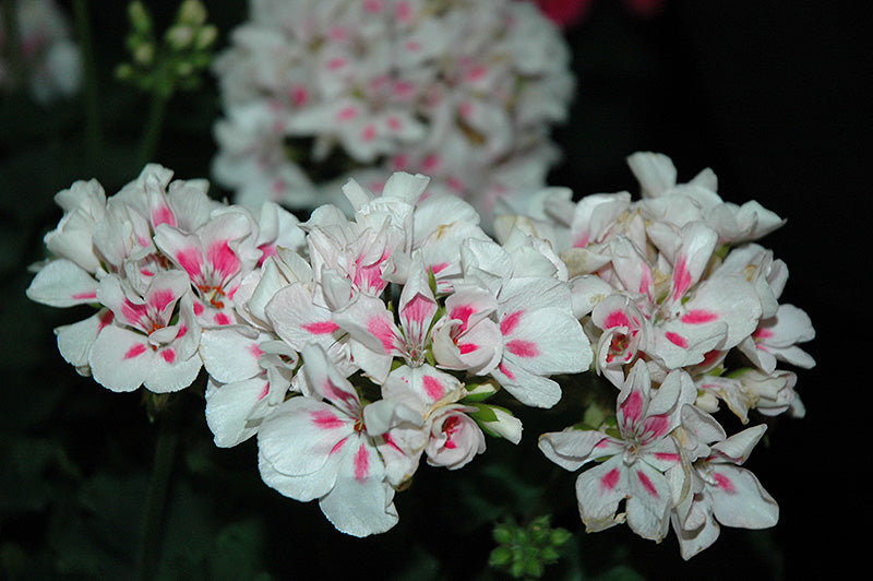 Geranium Savannah White Splash