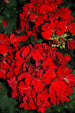 Geranium Savannah Red