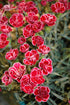 Dianthus Everlast™ Burgundy Blush