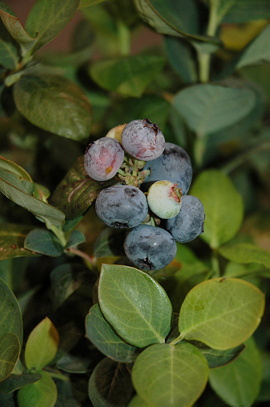 Blueberry Bushel&Berry® Peach Sorbet®