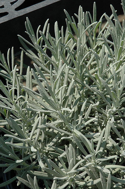 Lavender French Phenomenal™
