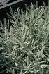 Lavender French Phenomenal™