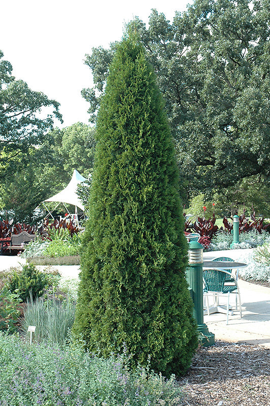 Arborvitae Emerald