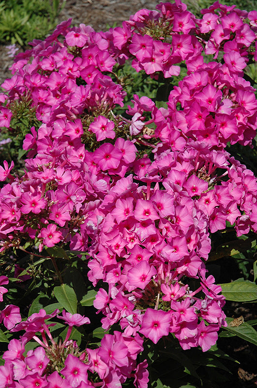 Phlox Pink Flame™ (Upright)