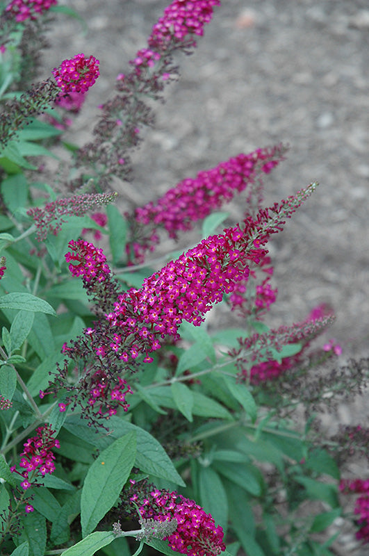 Butterfly Bush Cranrazz™