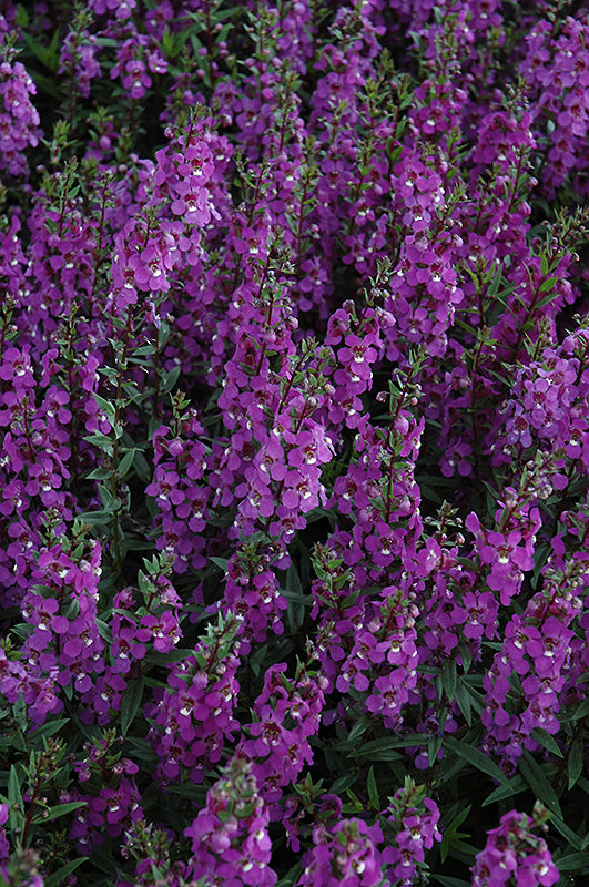 Angelonia Serena Purple