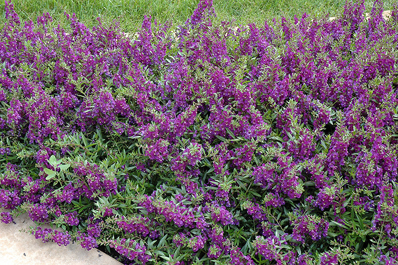 Angelonia Anglemist Spreading Dk Purple
