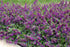 Angelonia Anglemist Spreading Dk Purple