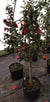 Camellia Hongluzhen Patio Tree