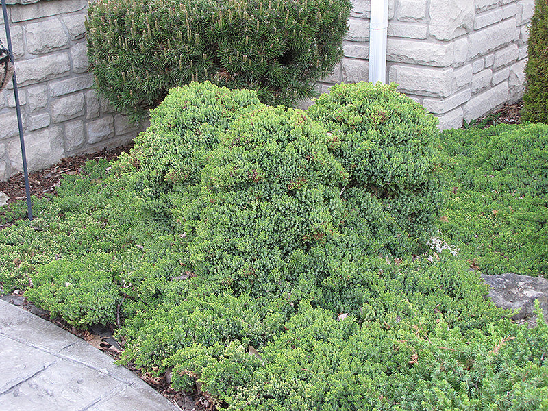 Juniper Dwarf Japanese Garden