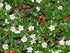 Cotoneaster Coral Beauty