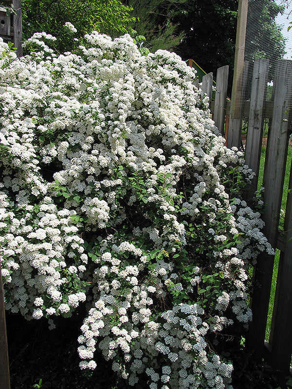 Spirea Vanhouttei