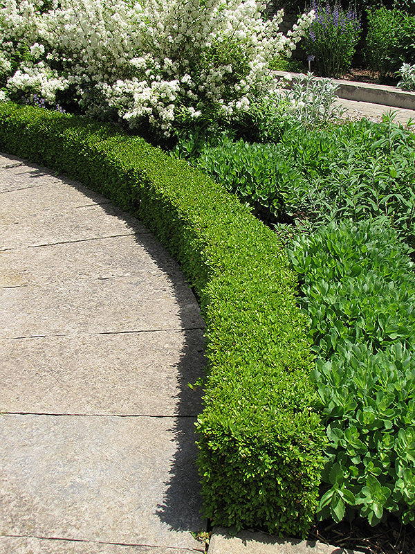 Boxwood Green Velvet