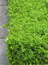 Boxwood Green Velvet