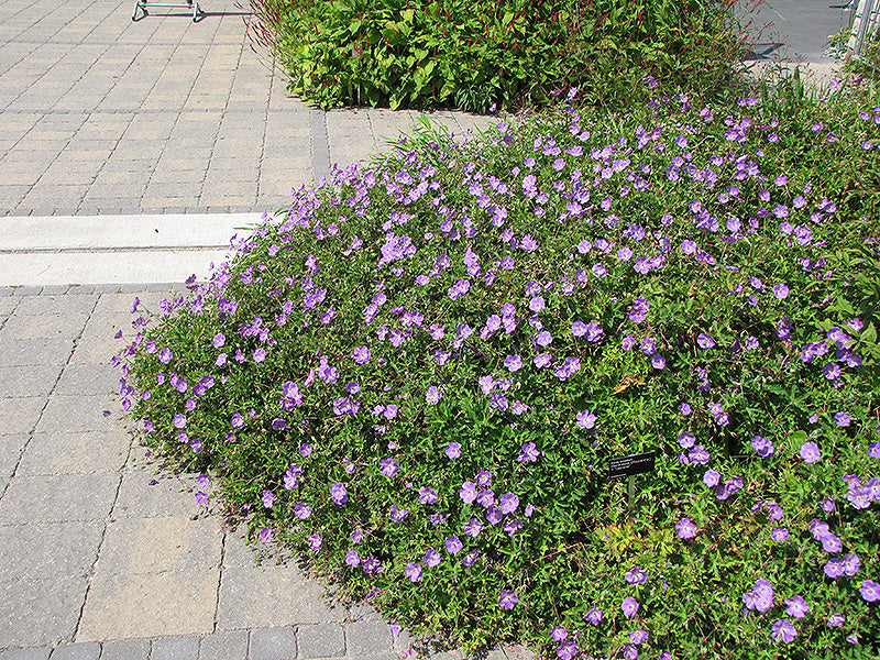 Geranium Rozanne