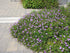 Geranium Rozanne