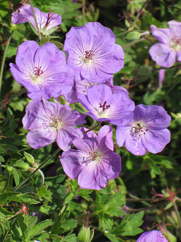 Geranium Rozanne