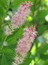Clethra Ruby Spice