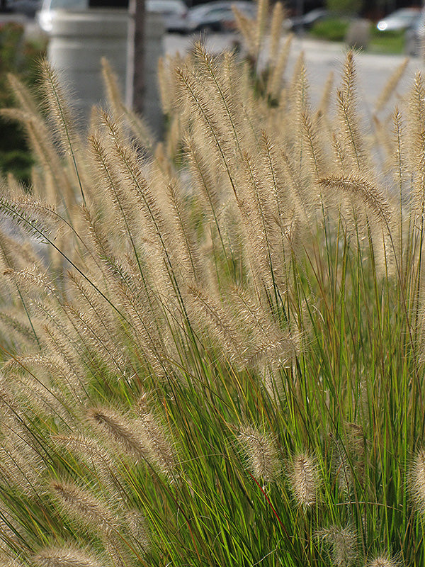 Grass Fountain Dwarf Hameln