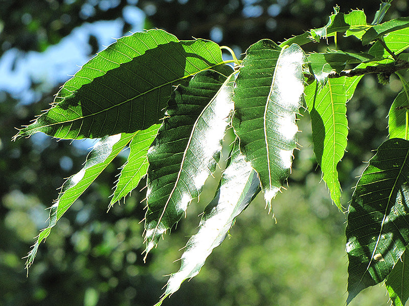 Oak Sawtooth