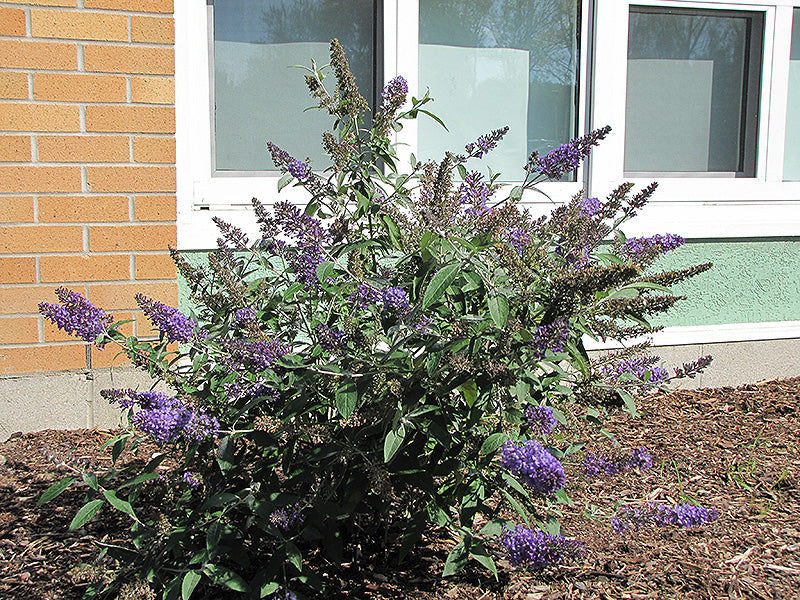 Butterfly Bush Nanho Blue