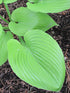 Hosta Sum And Substance