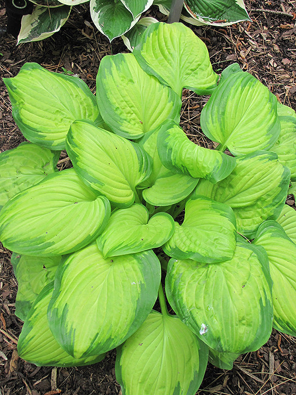 Hosta Stained Glass