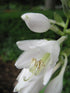 Hosta Frances Williams