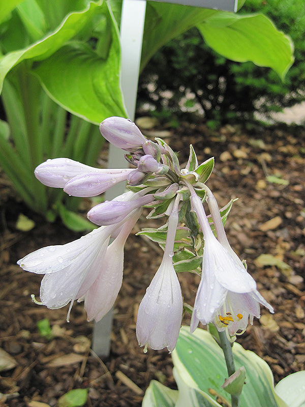 Hosta Blue Ivory