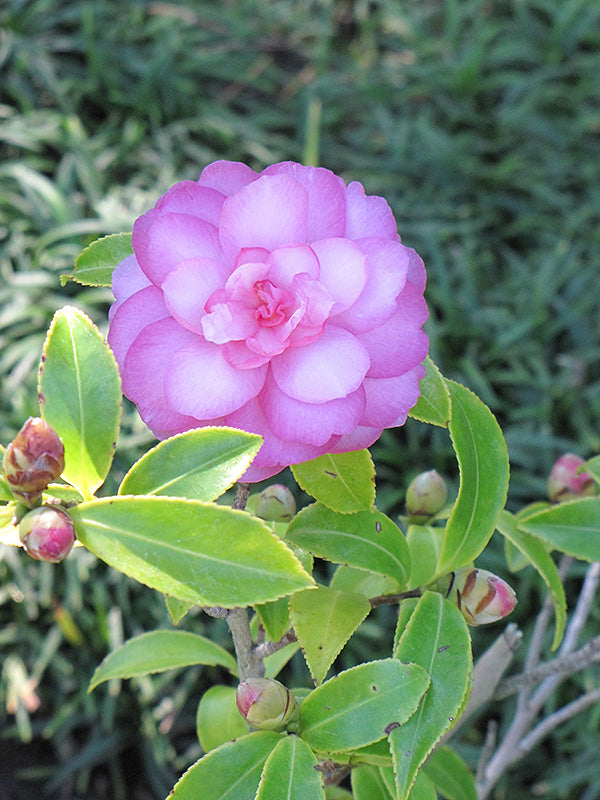 Camellia J. Early Autumn- Lavender Rose