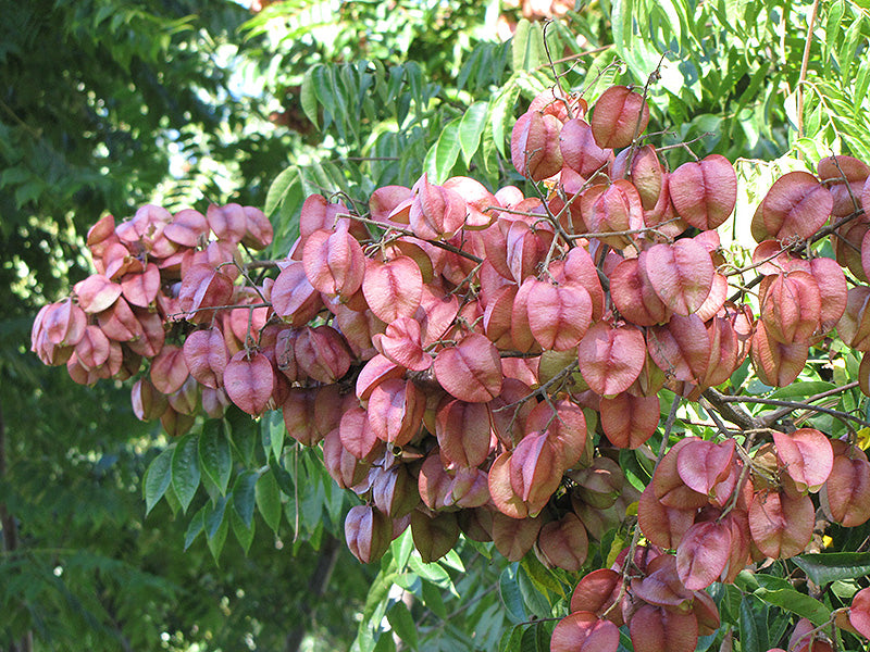 Raintree Golden (Yellow Fruit)