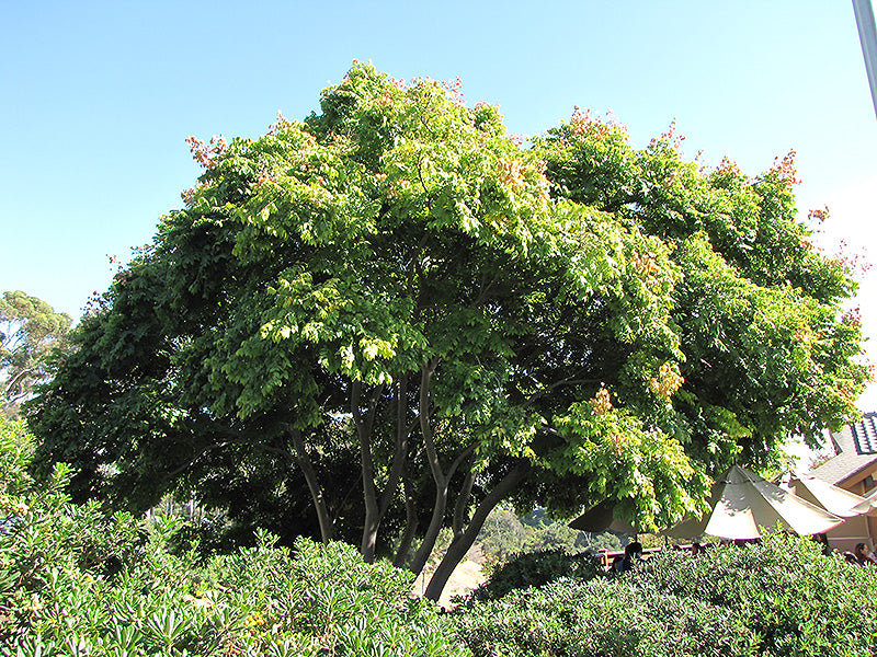 Raintree Golden (Yellow Fruit)