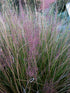 Grass Muhly Pink