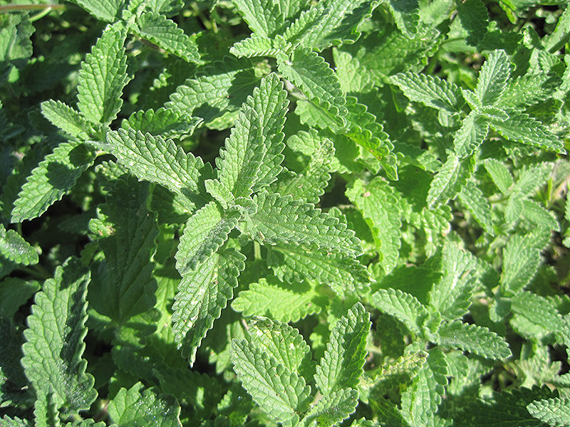 Catmint Walker'S Low