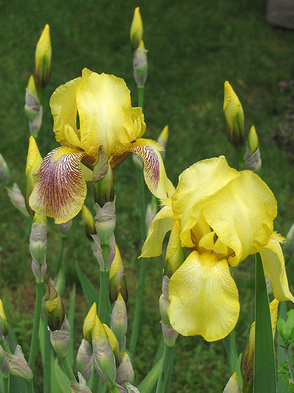 Iris German Harvest Of Memories- Gdn Yellow