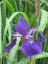 Iris Siberian Caesars Brothers- Dark Blue