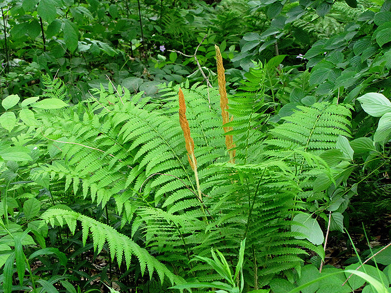 Fern Cinnamon