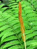 Fern Cinnamon