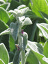 Lamb'S Ear Helene Von Stein