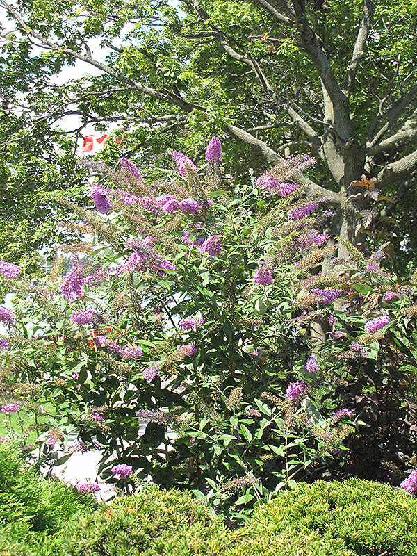 Butterfly Bush Pink Delight