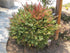 Nandina Harbor Dwarf