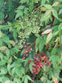 Nandina Domestica Compact