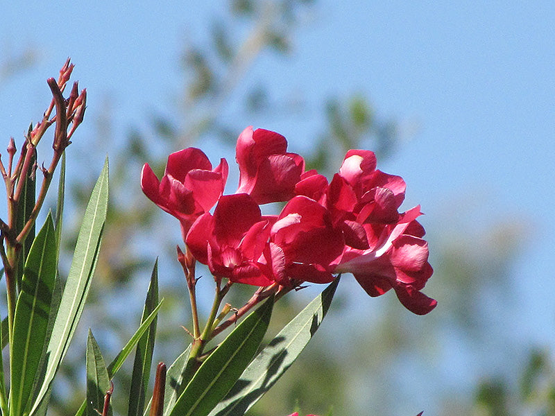 Oleander Hardy Red