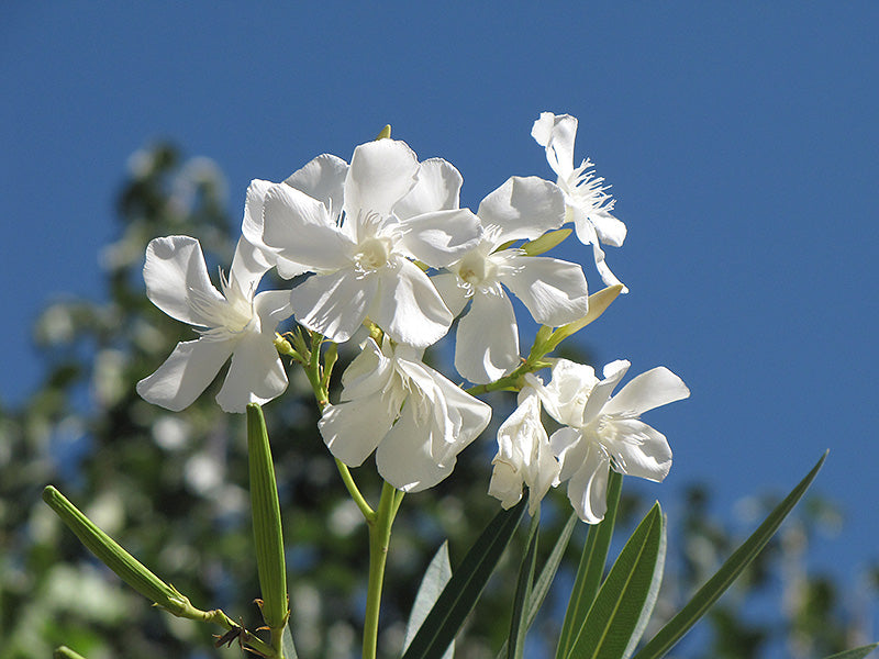 Oleander Hardy White
