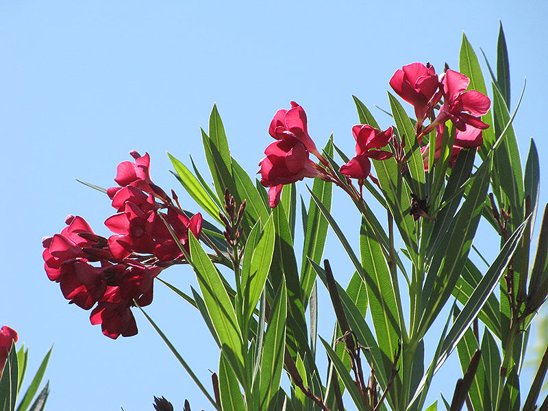Oleander Hardy Pink Tree