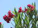 Oleander Hardy Pink Bush