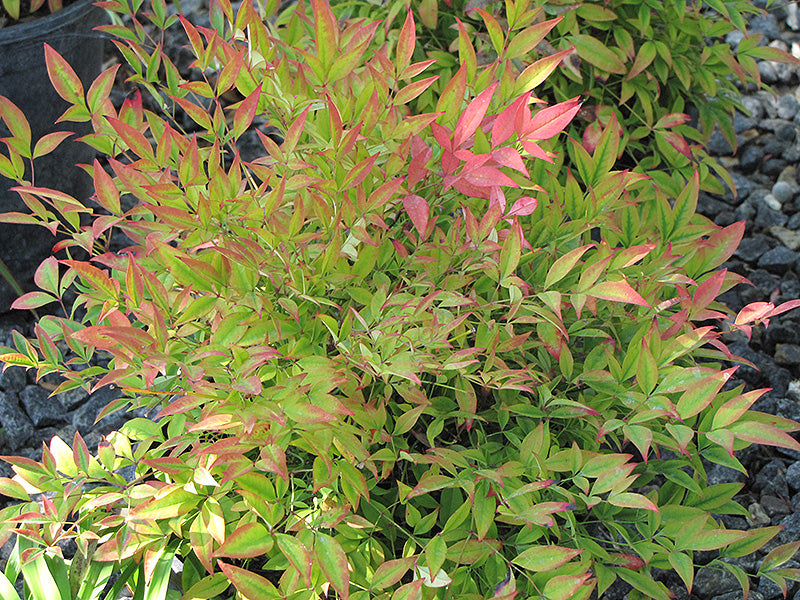 Nandina Moon Bay™